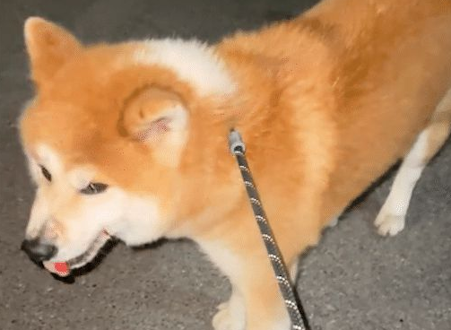 没拴绳的柴犬冲向秋田犬咬，结果被反杀了，主人自知理亏没追究！