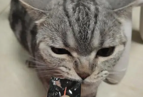 悦天有派猫条价格
