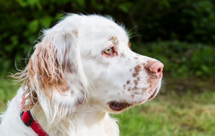 克伦伯猎鹬犬介绍