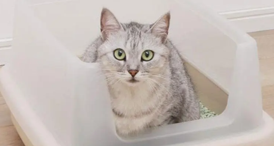 大宠小物猫砂盆怎么样? 大宠小物猫砂盆怎么样?