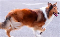 苏格兰牧羊犬怎么样饲养好