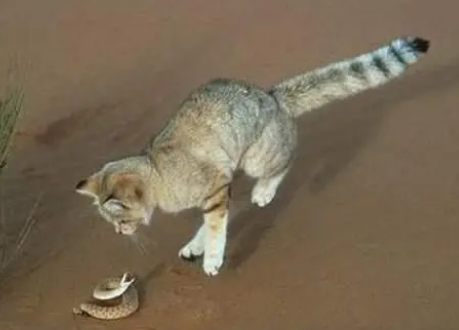 沙丘猫生活在哪里