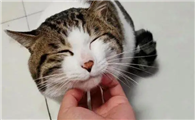 猫咪为什么总是蹭主人脸呢