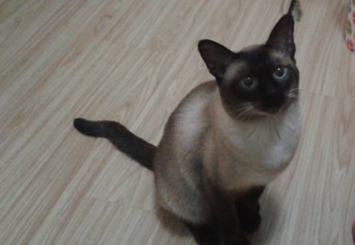 天生折尾猫有什么缺点?建议养吗? 天生折尾猫有什么缺点?建议养吗?