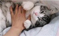猫依偎主人睡觉是为什么啊
