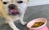 小型犬幼犬吃什么狗粮好一点