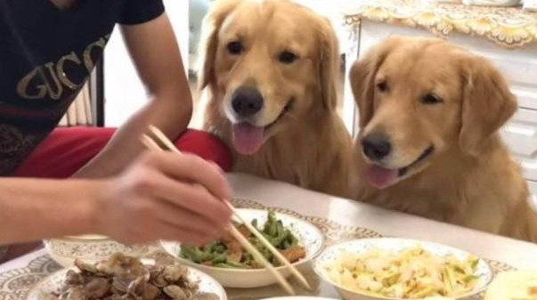 金毛犬不吃东西怎么办呢