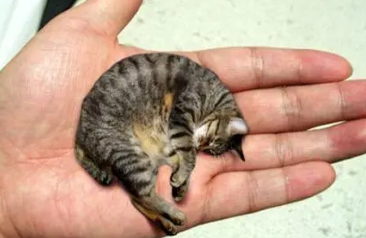 皮堡斯猫长什么样子
