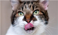 猫咪为什么疯狂舔嘴巴呢