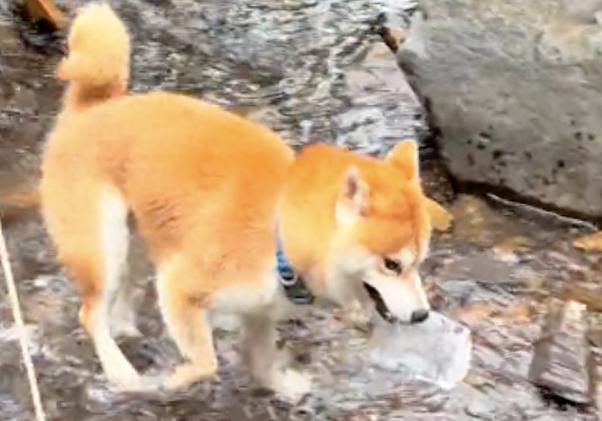柴犬用瓶子去河边接水，这操作把主人看懵，说你聪明还是傻