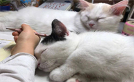 猫咪长时间睡觉好吗为什么