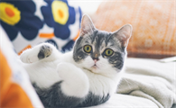 猫咪为什么害怕主人睡觉