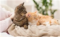 猫咪为什么喜欢跟人躺床上呢