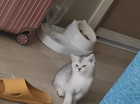 如何辨别猫粮好坏?拯救猫粮选择困难症 如何辨别猫粮好坏?拯救猫粮选择困难症