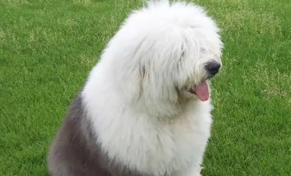 古牧犬好不好养活