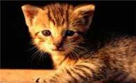 猫丢了报警能立案吗怎么处理