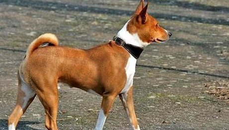 巴仙吉犬智商排名 巴仙吉犬智商排名