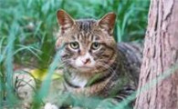猫母鸡蹲一定是生病了吗