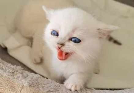 小猫来了猫舍正规吗? 小猫来了猫舍正规吗?