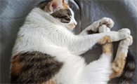 猫咪为什么要挤黑头睡觉啊