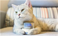 猫为什么不吃麦子粉啊