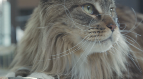 ProDiet博黛:你的猫罐头符合这些标准吗? ProDiet博黛:你的猫罐头符合这些标准吗?
