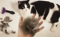 猫咪脱毛期有多长时间