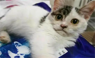 挂印拖枪猫好不好