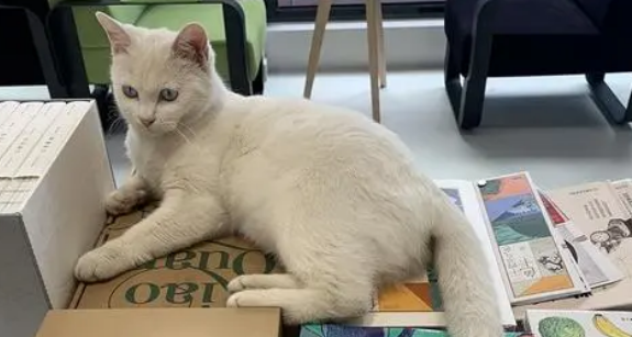 汉斯猫怎么养才好,要注意什么? 汉斯猫怎么养才好,要注意什么?