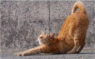 猫为什么总是屁股撅着呢