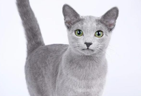 宠物沙特尔猫拉稀怎么办? 宠物沙特尔猫拉稀怎么办?