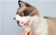 猫咪会叫是为什么原因