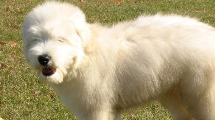 狗狗科普：俄罗斯南部牧羊犬