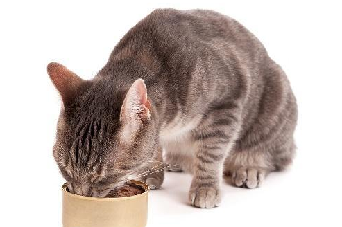 盼斯兔猫罐头怎么样 盼斯兔猫罐头怎么样