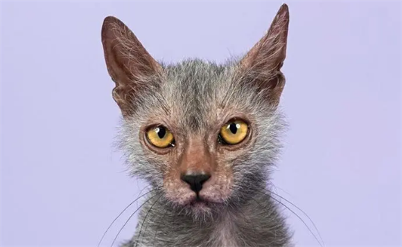 你知道狼猫吗？今天带你见识见识！普通人难以“吸”动的狼猫
