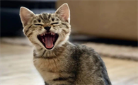 猫咪不断的叫声是为什么呢
