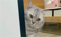 猫咪为什么看你洗澡就叫呢