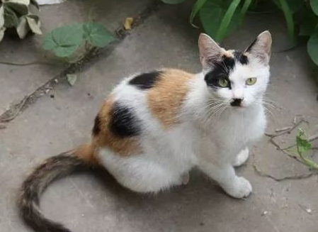 三色猫值钱吗能不能养 三色猫值钱吗能不能养