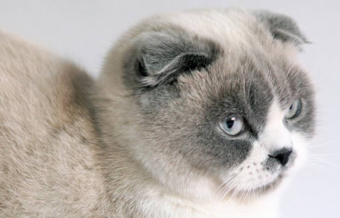 苏格兰猫好养吗怎么养？来看看吧