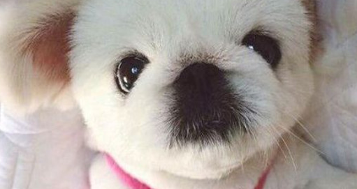 它是中国最古老的犬种，曾是皇帝养的狗，现在却流失到了国外