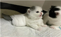 猫需要绑腿吗