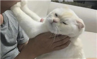 猫为什么突然亲你脸呢