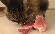 为什么喂生肉给猫咪吃呢