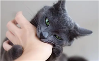 为什么总是被猫咪抓到呢