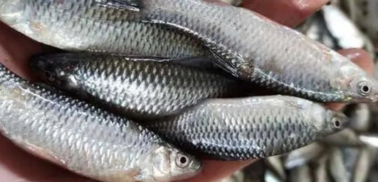 麦穗鱼吃什么食物比较好 麦穗鱼吃什么食物比较好