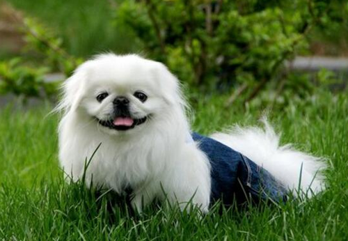 京巴犬智商怎么样啊