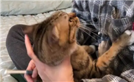 猫咪为什么突然躲自己怀里呢