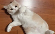 猫咪为什么肚子特别大呢怎么回事