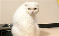 为什么猫咪这么好动呢
