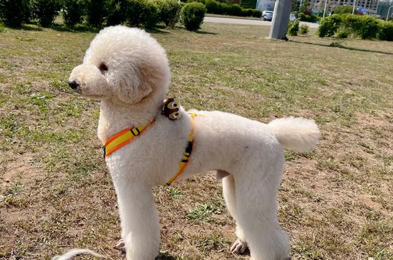 巨贵的寿命是多少年长吗